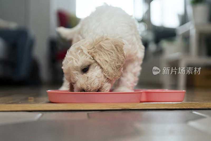 可爱的Lagotto Romagnolo小狗吃